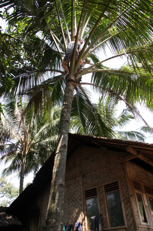 Thomas up a palm tree, Java Pangandaran Indonesia.jpg - Indonesia Java Pangandaran. Thomas up a palm tree